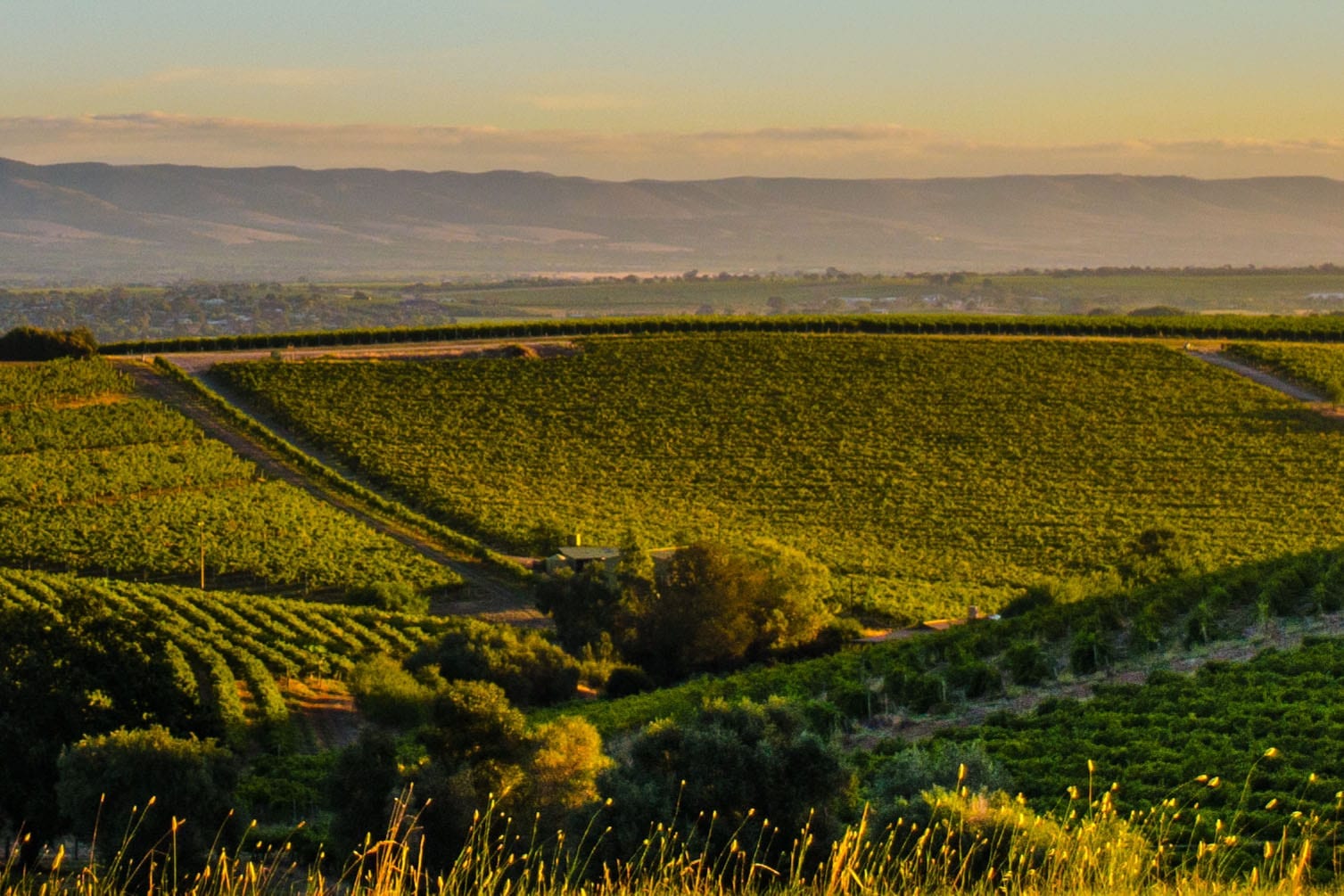 Overlooking the beautiful Rusty Mutt vineyard in McLaren Flat